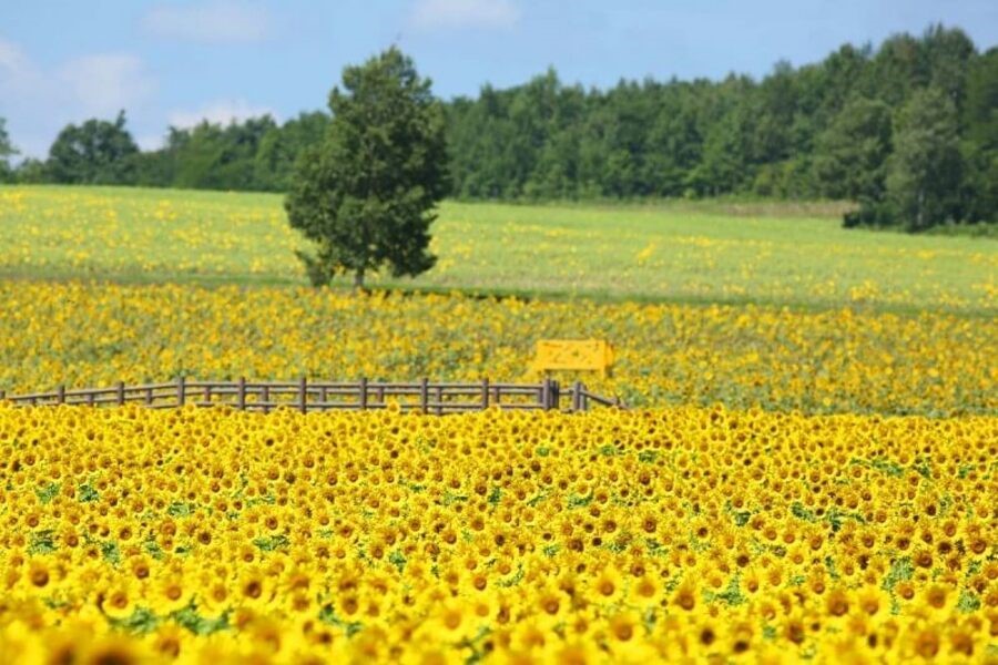 Cánh đồng hoa hướng dương Higashimokoto