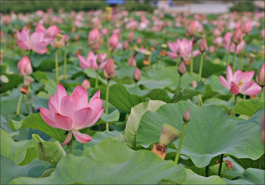 Lễ hội hoa sen Buyeo Seodong là một bức tranh thiên nhiên tuyệt mỹ mà bạn không nên bỏ qua