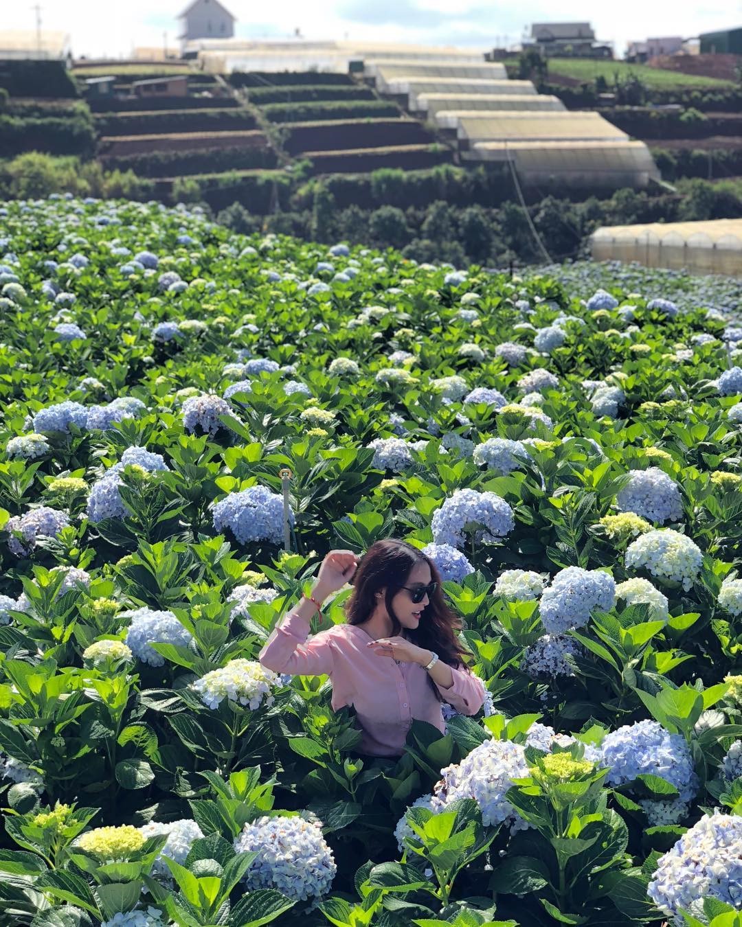 Những bông hoa Cẩm Tú Cầu khoe sắc rực rỡ giữa khung cảnh thơ mộng của Đà Lạt