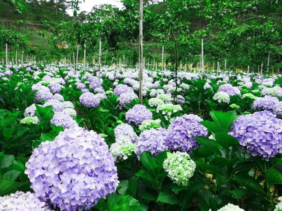 Những bông hoa Cẩm Tú Cầu khoe sắc rực rỡ giữa khung cảnh thơ mộng của Đà Lạt