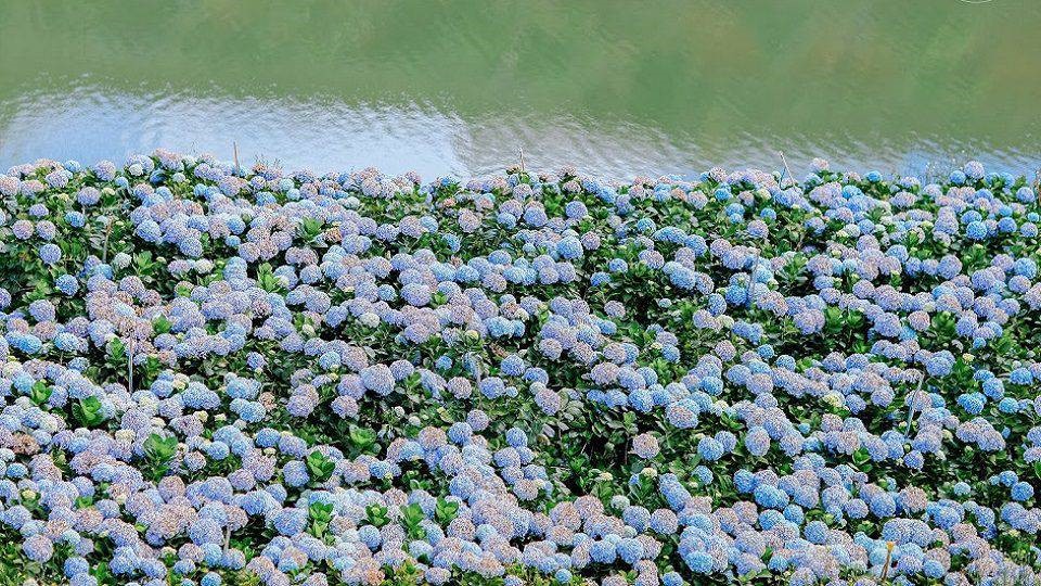 Những bông hoa Cẩm Tú Cầu khoe sắc rực rỡ giữa khung cảnh thơ mộng của Đà Lạt