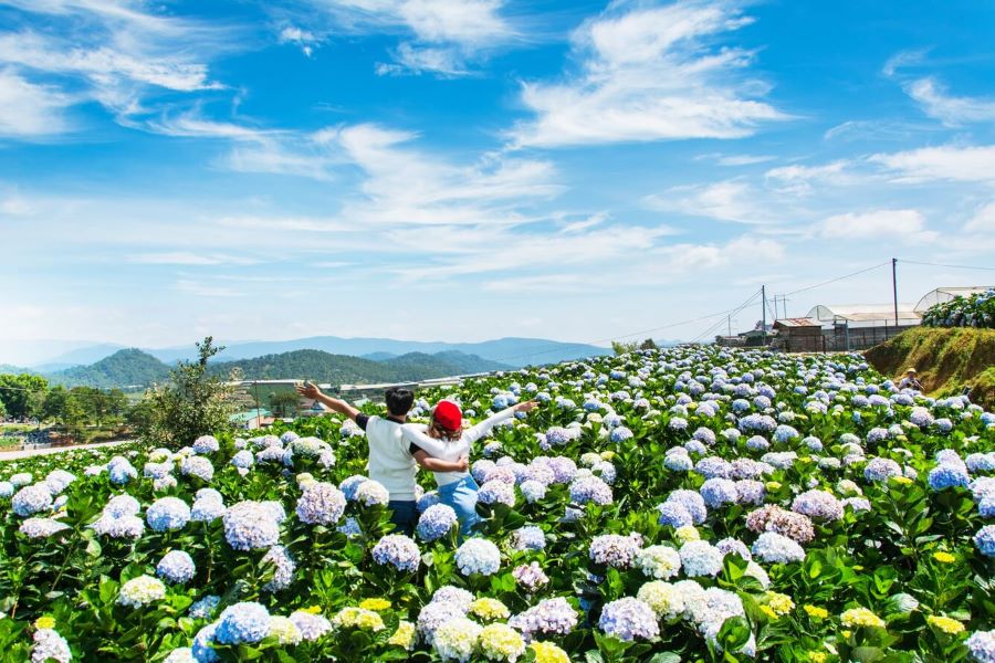 Những dãy cẩm tú đang khoe sắc, từ xanh, trắng, hồng, rồi đến tím