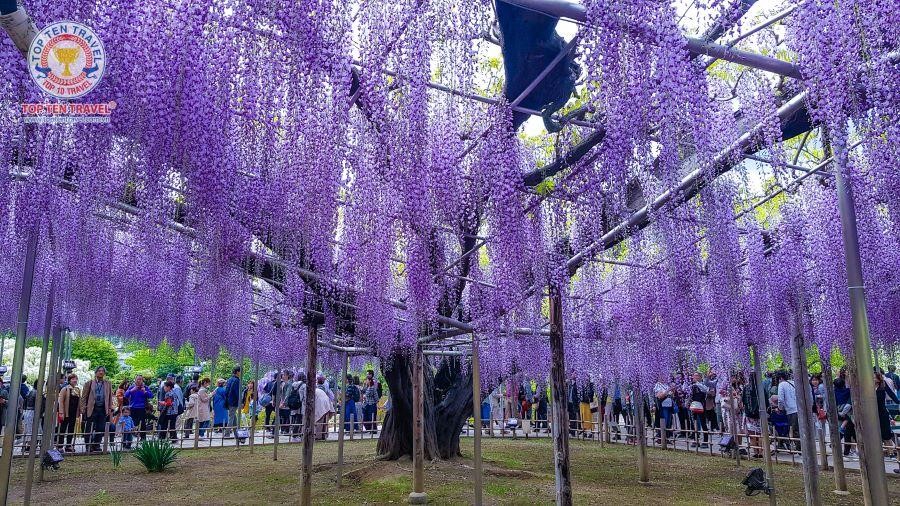 Tổng hợp tour du lịch Nhật Bản giá rẻ Top Ten Travel