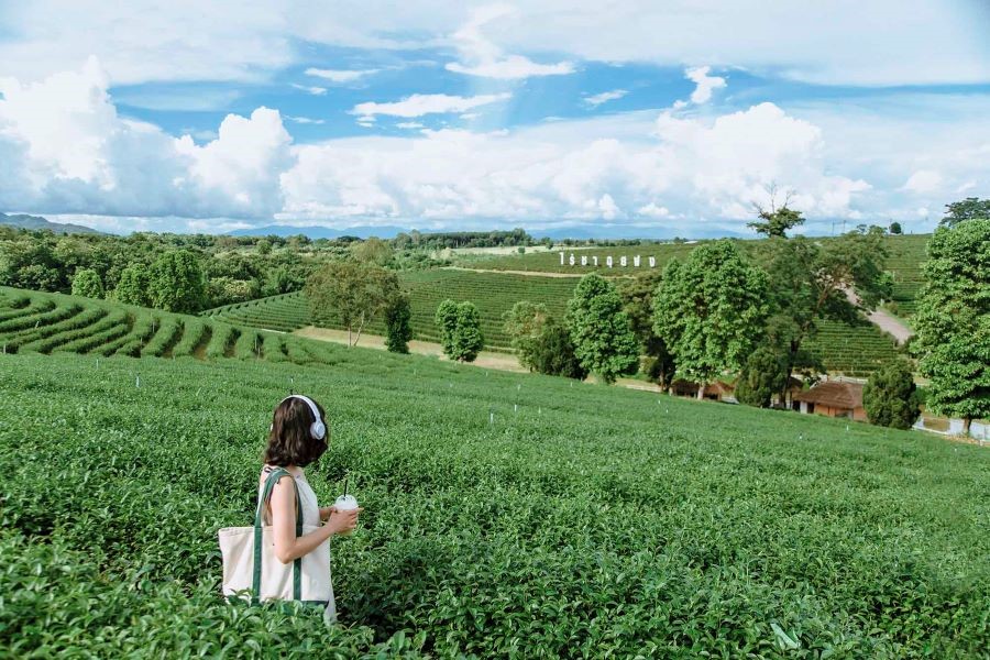 Đồi chè đẹp như tranh vẽ tại Thái Lan