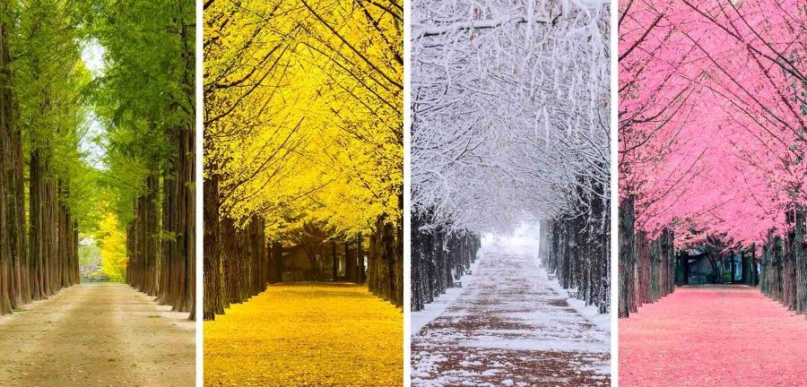 Mỗi mùa tại Đảo Nami có một nét đẹp rất riêng