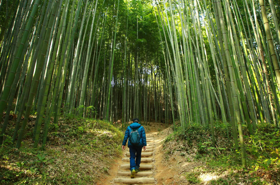 Vườn trúc Juknokwon sở hữu vẻ đẹp tựa chốn bồng lai tiên cảnh