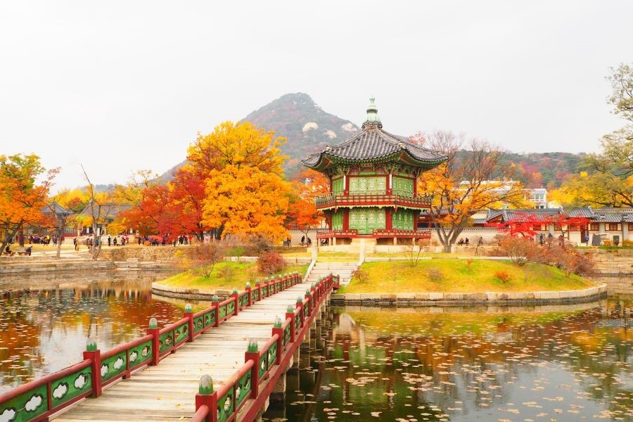 Lá vàng, lá đỏ phủ kín lối kiến trúc uy nghi, cổ kính của cung điện Gyeongbokgung