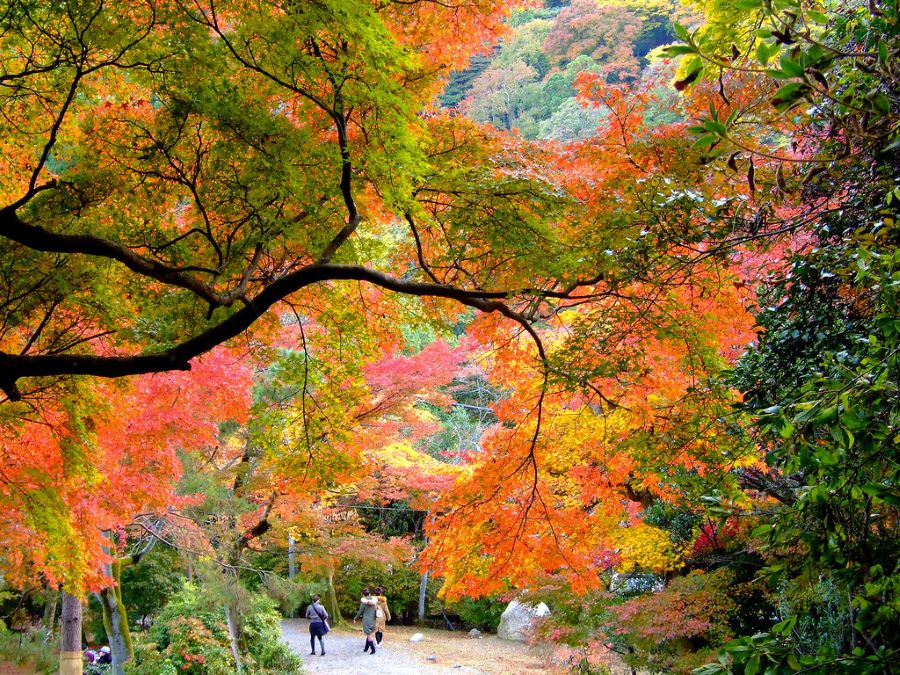 Mùa thu là thời điểm đẹp nhất để ghé thăm công viên