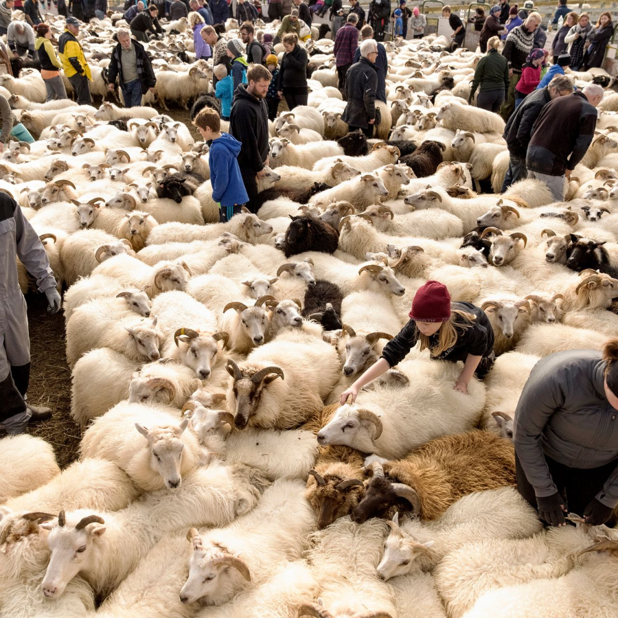 Lễ hội chăn cừu là một bức tranh văn hóa đặc sắc, nơi du khách được hòa mình vào không khí náo nhiệt, sôi động