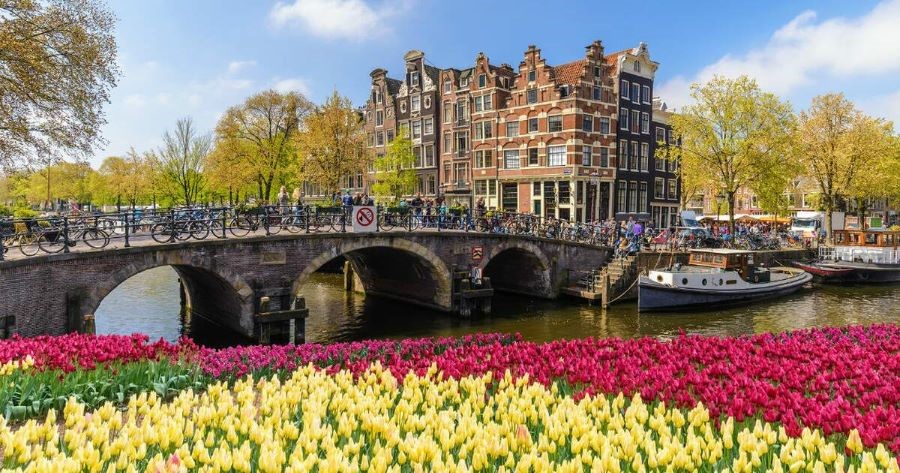 Những cánh đồng hoa tulip nở rộ đầy sắc màu rực rỡ tại Amsterdam