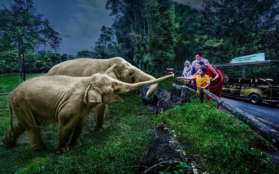 Night Safari - nơi du khách có cơ hội khám phá và chiêm ngưỡng các loài động vật hoạt động vào ban đêm