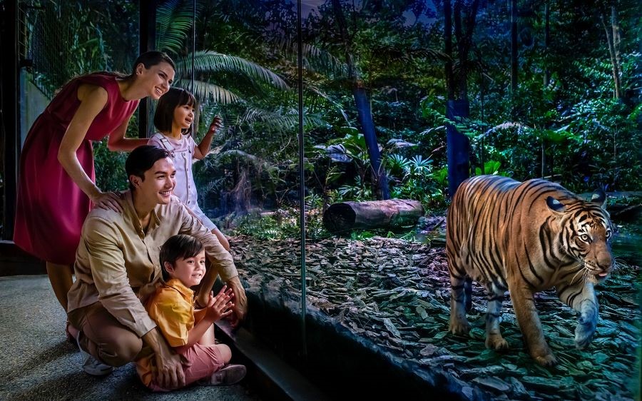 Night Safari là một trong những điểm đến độc đáo và hấp dẫn nhất tại Singapore