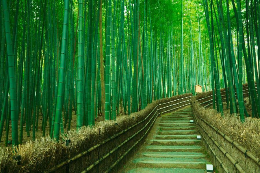 Khám phá vẻ đẹp tại Rừng trúc Arashiyama