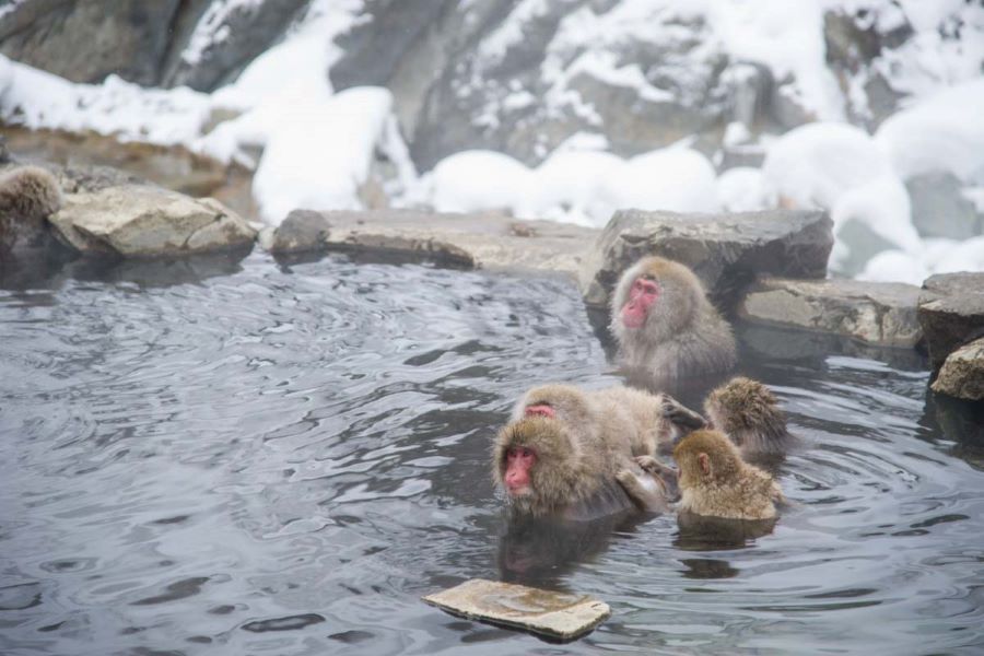 Bạn đã thử cảm giác vừa tắm suối nước nóng vừa ngắm khỉ chưa nhỉ?