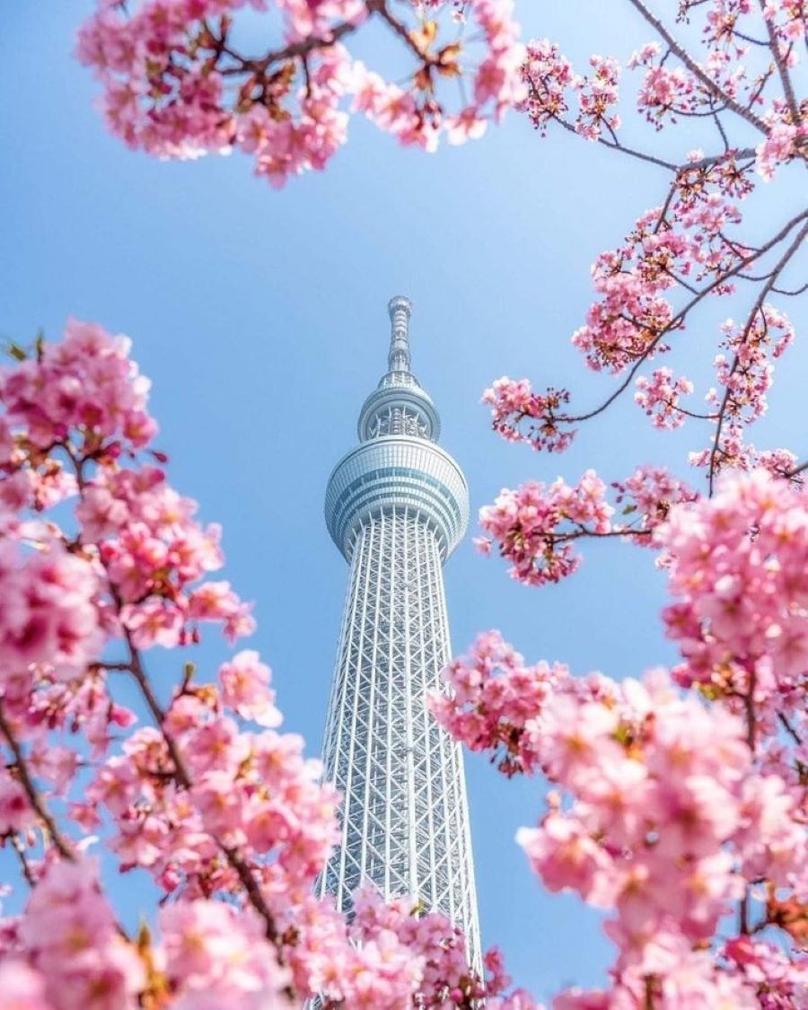 Du khách có thể chiêm ngưỡng toàn cảnh thủ đô Tokyo hoa lệ từ vị trí của tòa tháp Tokyo Sky Tree nổi tiếng