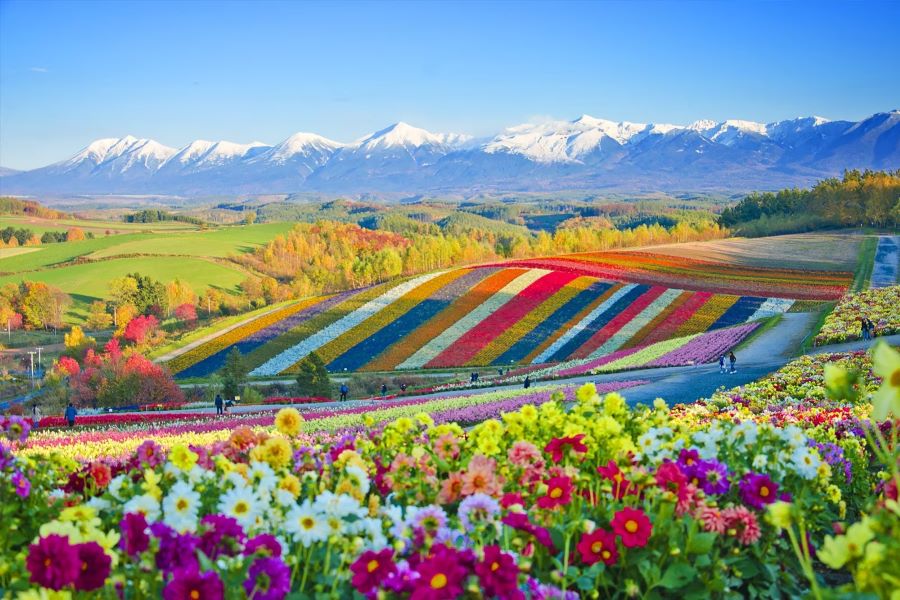 Dừng chân tại Hokkaido, du khách sẽ có cơ hội thưởng lãm vẻ đẹp lung linh cực kỳ ấn tượng của các loài hoa