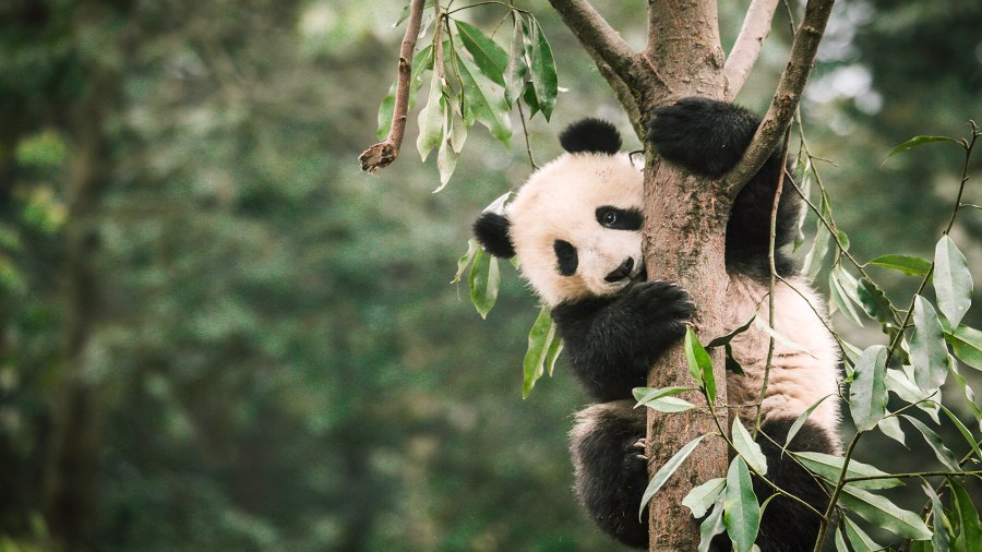 Sở thú Bắc Kinh – một trong những điểm đến không thể bỏ qua khi du lịch Trung Quốc