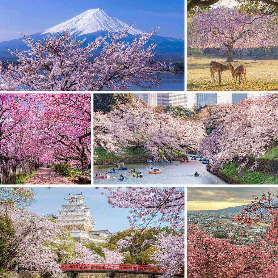 Mùa xuân đến, Nhật Bản khoác lên mình tấm áo hồng phấn dịu dàng của hoa anh đào