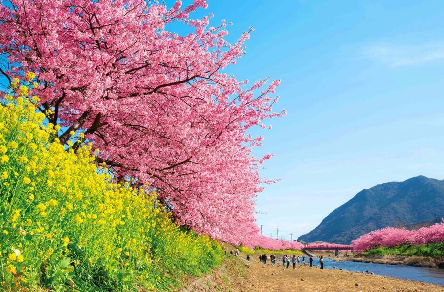 Dọc theo bờ sông Kawazu, hàng nghìn cây anh đào trải dài hơn 8km, tạo nên một đường hầm hoa tuyệt đẹp