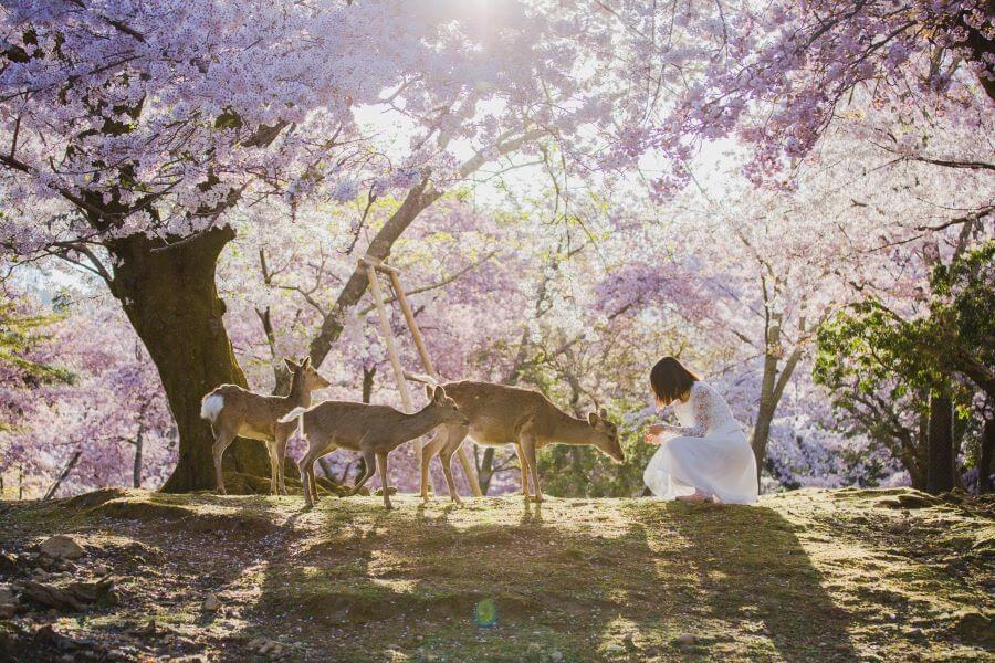 Công viên Nara là một trong những địa điểm ngắm hoa anh đào tuyệt đẹp và sớm nhất ở Nhật Bản