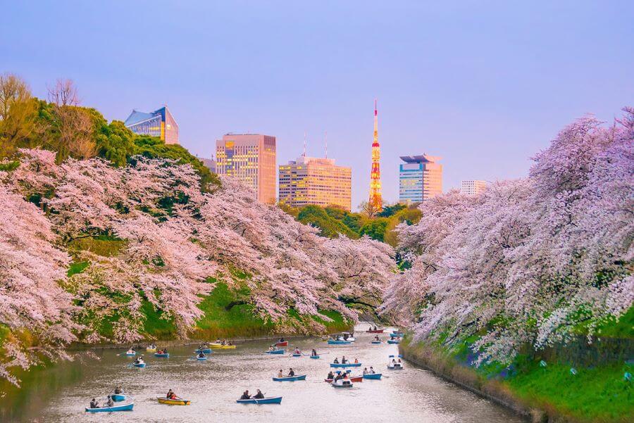 Công viên Ueno ở Tokyo là một trong những địa điểm ngắm hoa tuyệt vời mà bạn không nên bỏ qua
