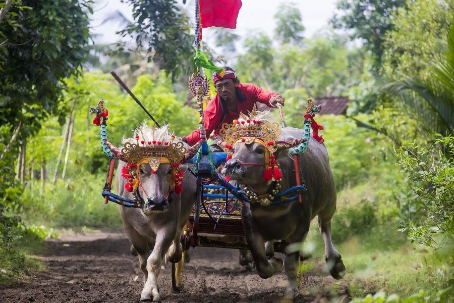 Những chú trâu được đeo thêm nhiều phụ kiện sặc sỡ vào ngày Lễ hội đua trâu truyền thống
