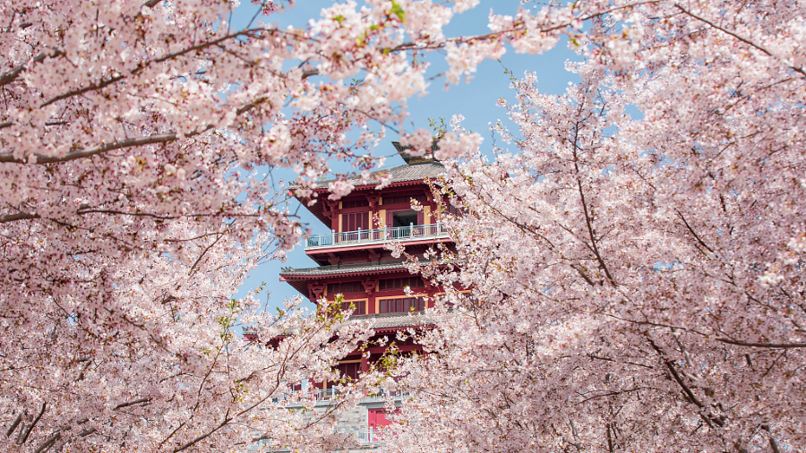 Vẻ đẹp của mùa hoa anh đào Trung Quốc không biết đã đi vào những câu ca những bài thơ tự thuở nào 