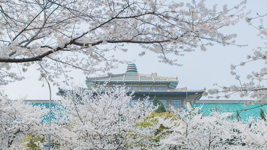 Vũ Hán là một trong số những tọa độ ngắm hoa anh đào tuyệt đẹp nhất tại đất nước tỷ dân 