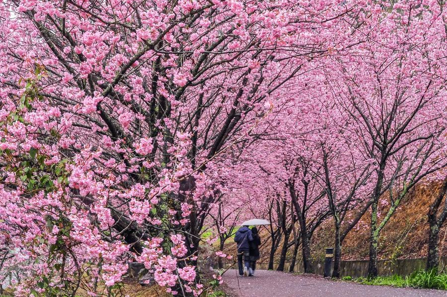Sắc hồng nhẹ nhàng của những hàng anh đào bung nở góp phần điểm tô cho bức tranh ngày xuân Đài Loan một diện mạo hoàn toàn mới