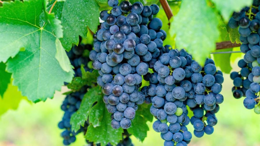 Những quả nho căng mọng ngọt nước là yếu tố giữ vai trò quyết định để sản xuất ra những chai rượu vang thơm ngon hảo hạng 
