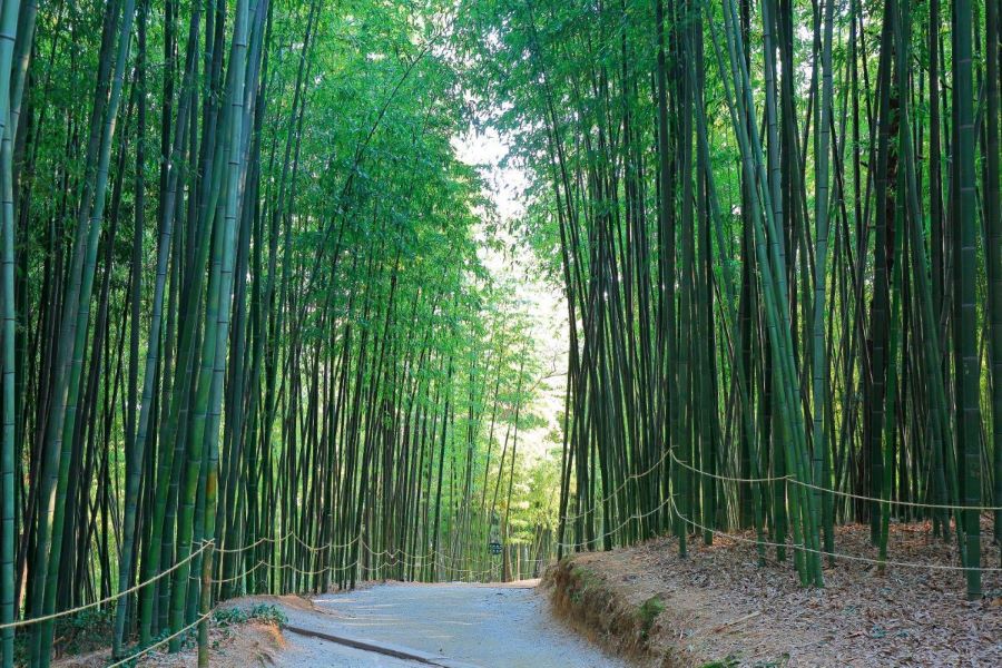 Vườn trúc Juknokwon thu hút du khách nước ngoài với cảnh quan khác biệt đầy ấn tượng 