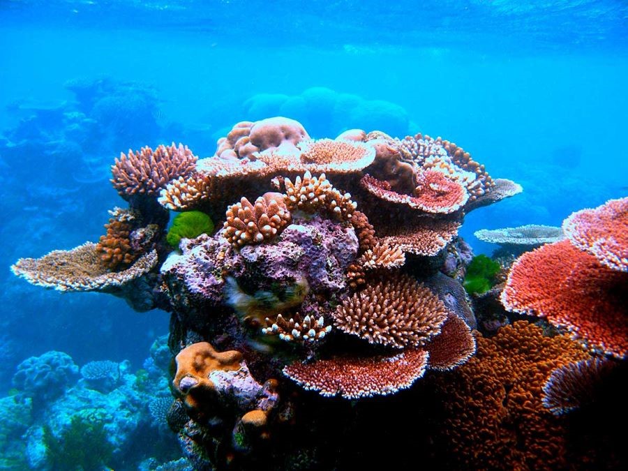 Great Barrier Reef được mệnh danh là bãi san hô lớn nhất thế giới