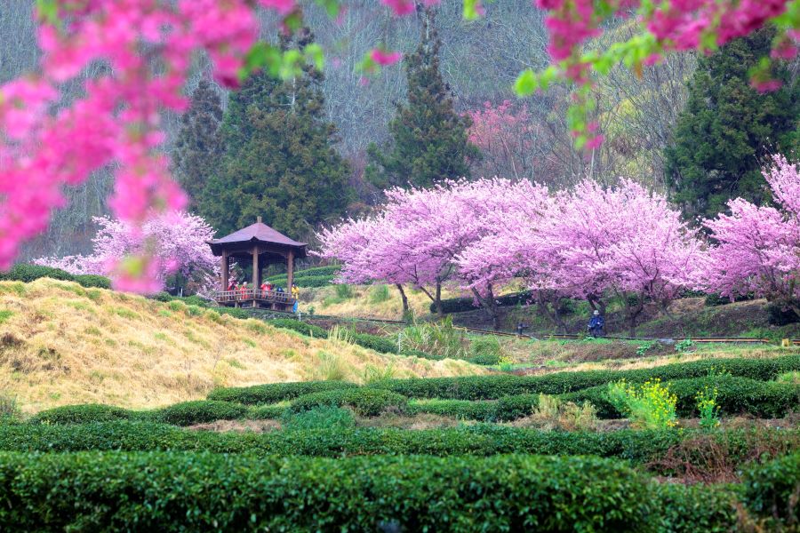 Nông trường Wuling được mệnh danh là thiên đường hoa anh đào tại Đài Loan