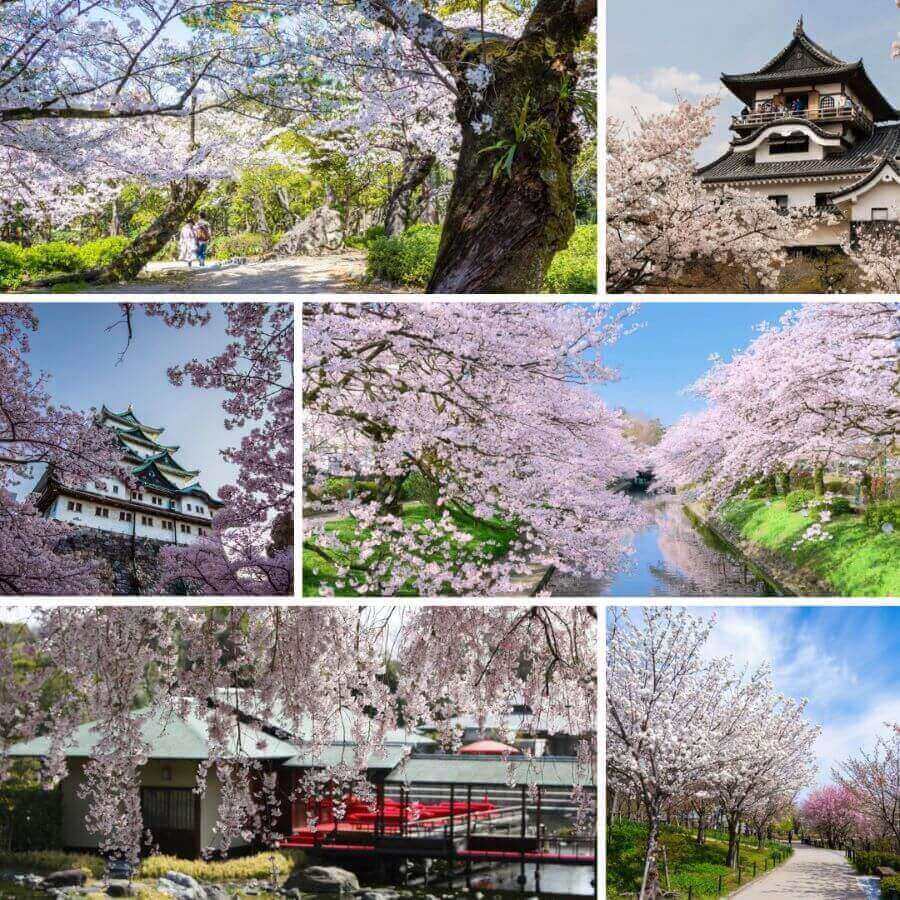  Những tọa độ ngắm hoa anh đào cực hot ở Nagoya Nhật Bản