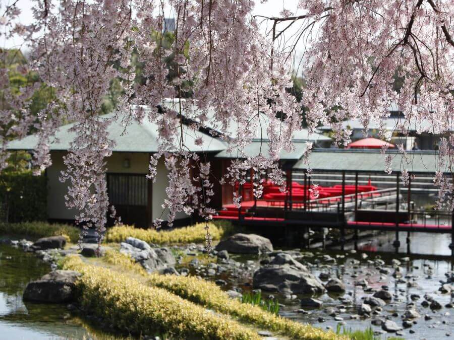 Vườn Shirotori mang đến cho du khách một không gian thư thái để chiêm ngưỡng vẻ đẹp của hoa anh đào và tận hưởng bầu không khí trong lành của thiên nhiên