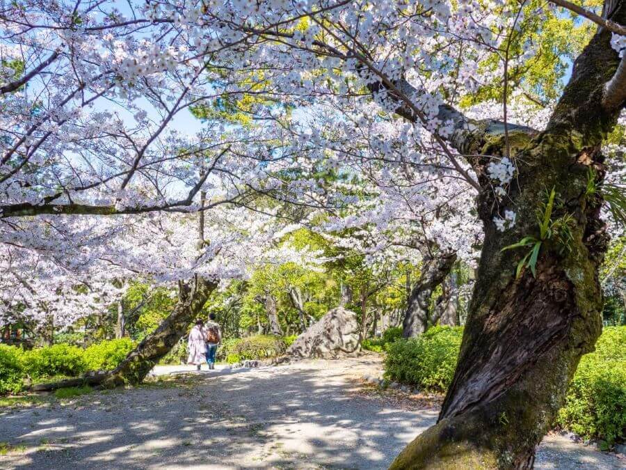 Công viên Heiwa Koen yên bình và đẹp như tranh vẽ này là nơi lý tưởng để thư giãn và tận hưởng vẻ đẹp của hơn 2.300 cây anh đào nở rộ