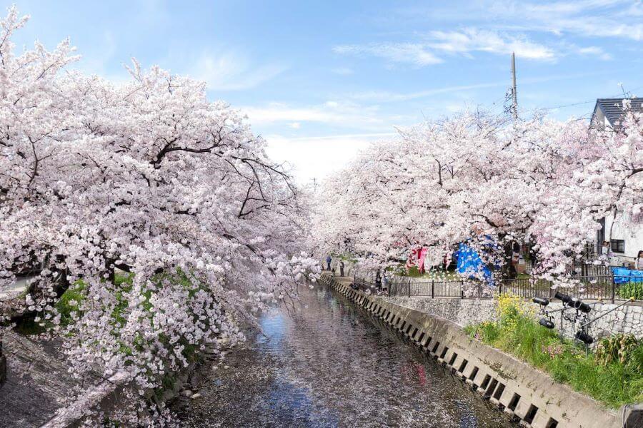 Khi mùa hoa anh đào đến, khoảng 1400 cây hoa anh đào dọc theo bờ sông Gojo đồng loạt bung nở, tạo nên một khung cảnh tuyệt đẹp và lãng mạn