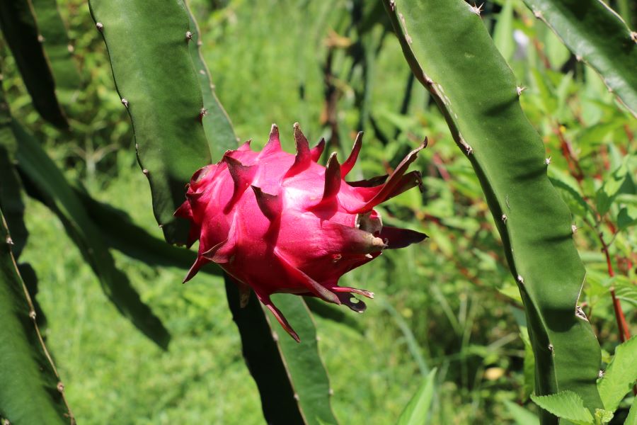 Thanh long - Loại trái cây Thái Lan được cả người địa phương và du khách yêu thích