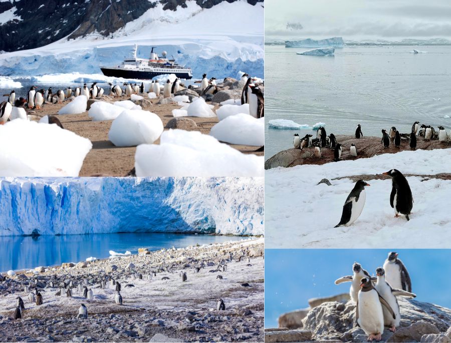 Hình ảnh những chú chim cảnh cụt tung tăng trên bờ biển nam cực được ghi lại