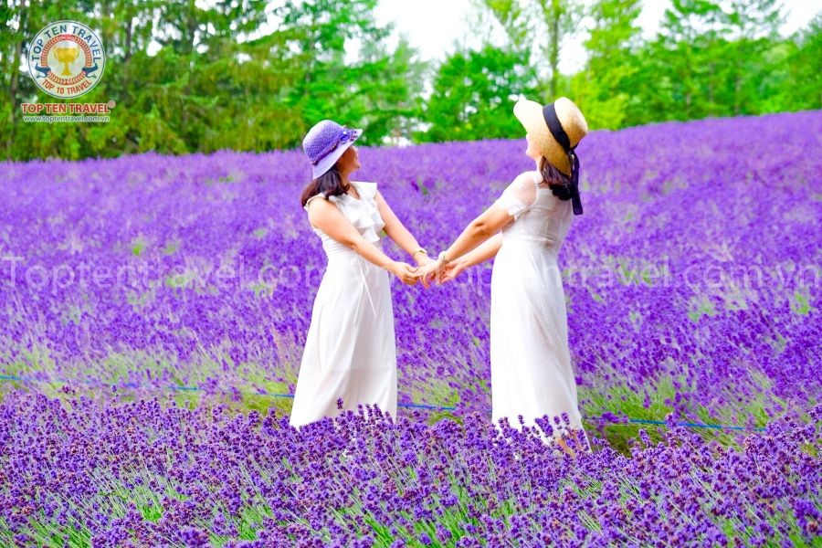 Những cánh đồng hoa oải hưởng nợ rộ vô cùng đẹp