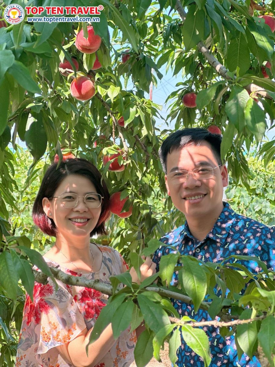 Khách nhà Top Ten trải nghiệm hái các loại trái cây theo mùa ngay tại vườn