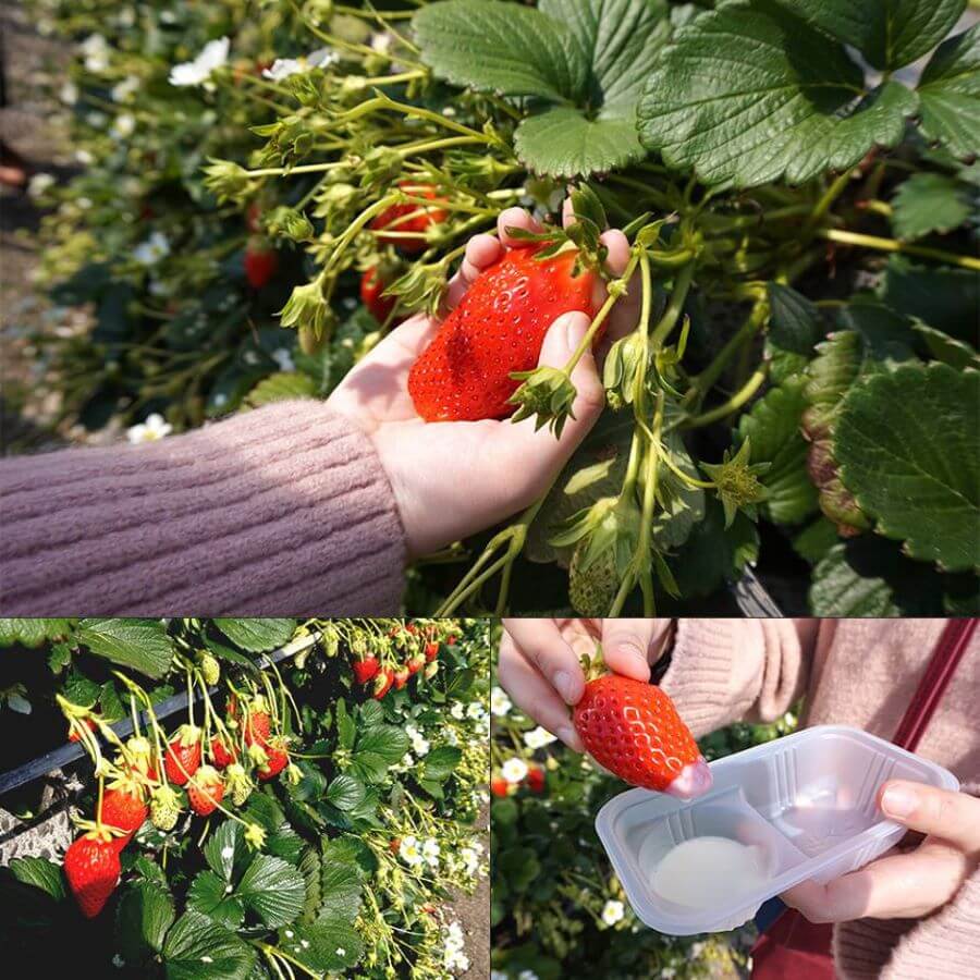 Không chỉ được hái dâu, bạn còn có thể thưởng thức ngay tại vườn những trái dâu tươi rói, cảm nhận vị ngọt ngào, thơm lừng