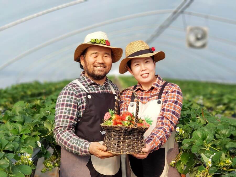 Trải nghiệm hái dâu tại Hàn Quốc là một hoạt động vô cùng thú vị mà bạn không nên bỏ qua