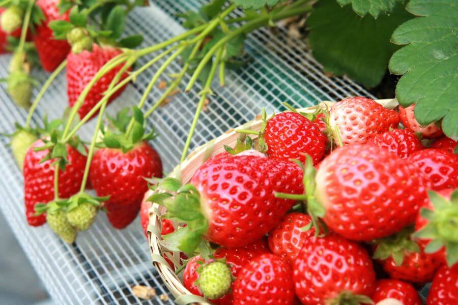 Việc được thưởng thức dâu tây vừa hái trực tiếp từ luống mang đến một cảm giác hoàn toàn khác biệt, tươi mới và trọn vẹn hơn