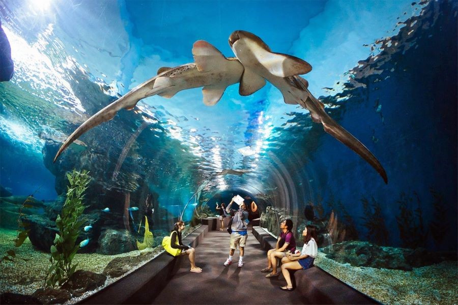Underwater World Pattaya có diện tích rộng lớn và là nơi sinh sống của nhiều sinh vật