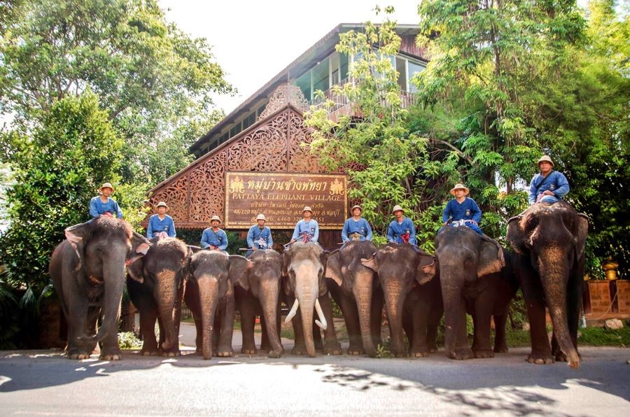 Làng voi Pattaya sở hữu những chú voi to lớn và nhanh nhẹn
