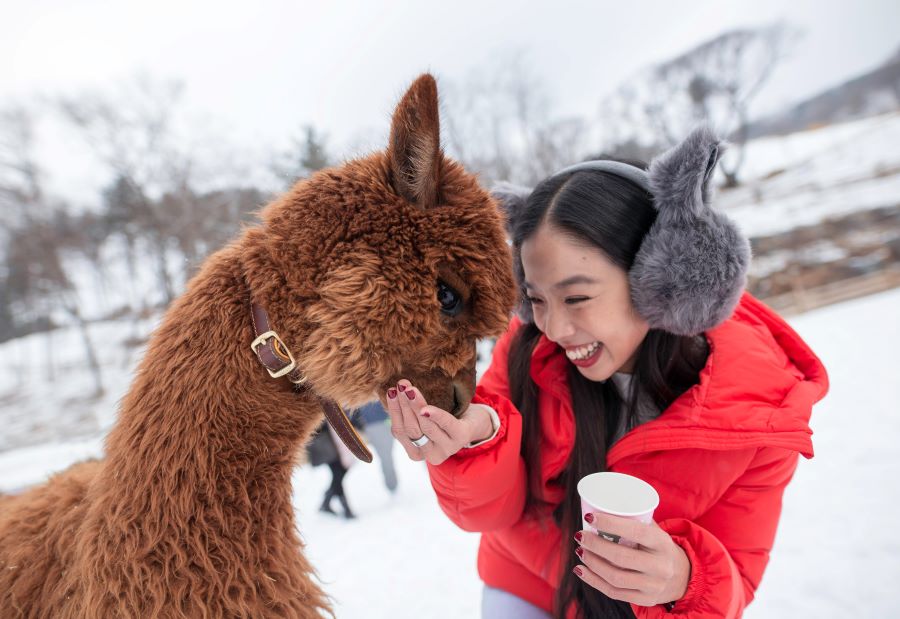 Du khách có thể nô đùa cùng những người bạn lạc đà Alpaca ở công viên Alpaca World