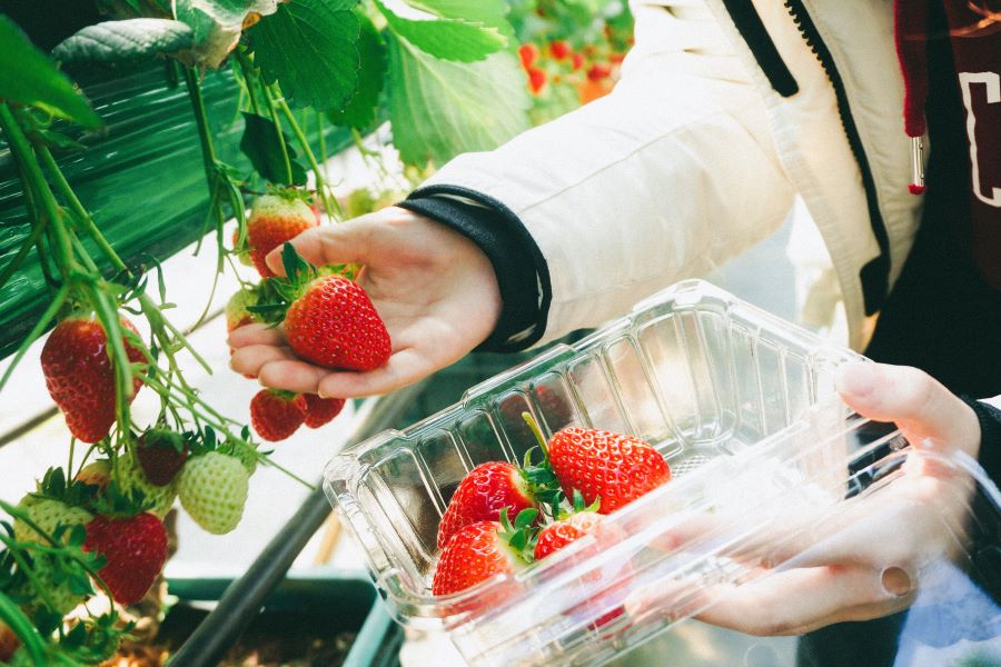 Mùa đông Hàn Quốc chính là mùa của những quả dâu tây chín mọng