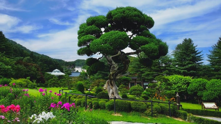 Morning Calm là ngôi nhà chung của nhiều loại thực vật