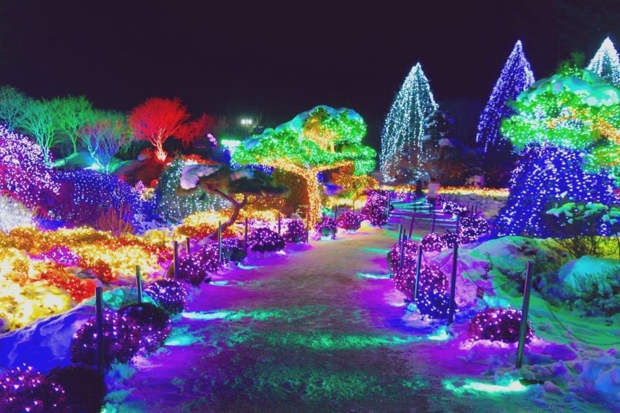 Buổi tối, Morning Calm lên đèn vô cùng rực rỡ